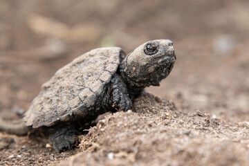 Adorable tiny baby common snapping turtle (Chelydra serpentina) sitting on the ground at Iroquois National Wildlife Refuge, New York, USA