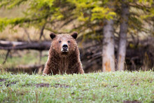 Grizzly Bear In Forest In Grand Teton National Park