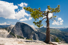 View Of Ponderosa Pine And Half Dome In Yosemite National Park
