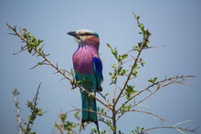 Lilac Breasted Roller Perching On Thorn Tree Against Sky