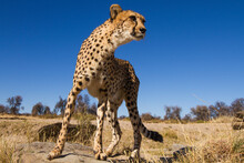 Cheetah Standing On Rocks Of Dry River Bed In Namibia