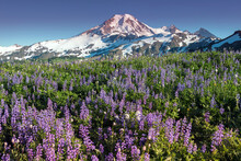 Scenic View Of Lupine Flower Field With Mount Baker In Background