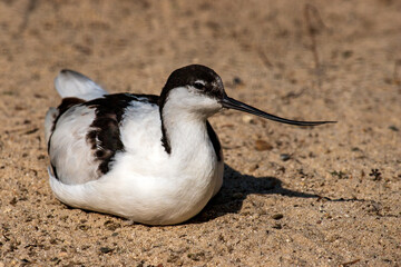 Portrait of Pied Avocet (Recurvirostra avosetta) black and white waterbird