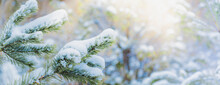 Winter Panorama Of Pine Branches With Snow On A Light Background For Decorative Design