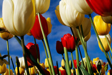Low Angle View Of Colorful Tulips Against Blue Sky