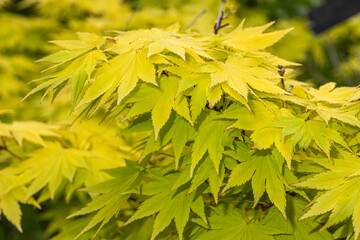 leaves of full moon maple (acer shirasawanum 'jordan')