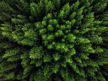 A Topdown Shot Of Bright Evergreen Trees.