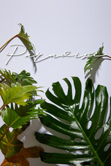 Wall Mural - fresh tropical green leaves on white background with paradise illustration