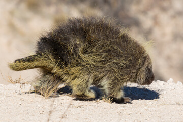 wild porcupine foraging for food in pawnee buttes national grassland (colorado).