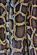 © Tandem Stock - Close up of burmese python