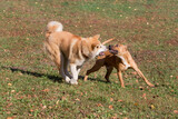 Fototapeta Psy - Cute american pit bull terrier puppy and akita inu puppy are playing in the autumn park. Pet animals.
