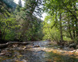 The Jarbidge River flows through the wildnerness near Upper Bluster Campground  south of the community of Jarbidge, Elko County, Nevada.