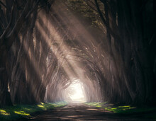 Sun Rays Shining Through The Cypress Tree Tunnel At Point Reyes In California. 