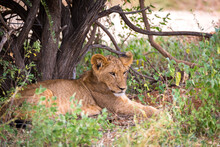 Lions Rest In The Grass Of The Savanna