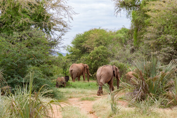 Wall Mural - Many elephants go through the bushes in a jungle