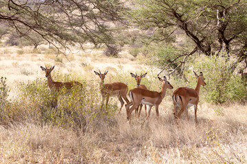 Wall Mural - Some gazelles hide behind the bushes in the savannah