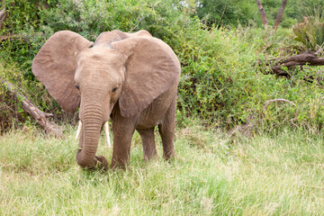 Wall Mural - Elephants walk through the jungle amidst a lot of bushes