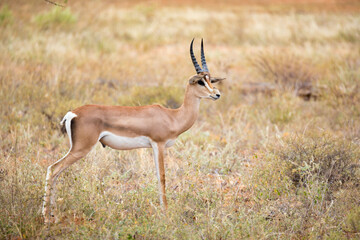 Wall Mural - Native antelopes in the grassland of the Kenyan savannah