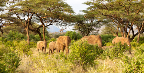 Wall Mural - Elephants walk through the jungle amidst a lot of bushes