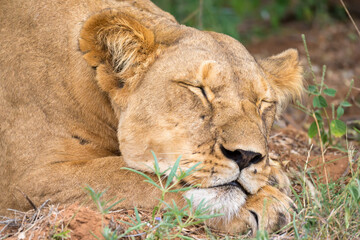 Wall Mural - Lioness is sleeping in the grass of the savanna