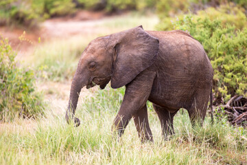 Wall Mural - Elephants walk among the trees and shrubs