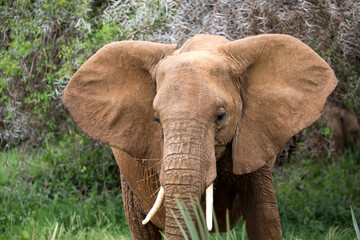 Wall Mural - Elephants walk in the savannah between the plants