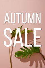 Wall Mural - fresh tropical green leaves on pink background  with autumn sale illustration