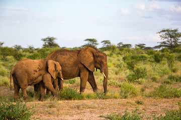 Wall Mural - Elephants walk in the savannah between the plants