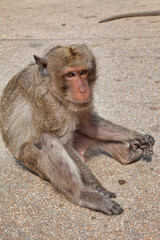 Poster - Closeup shot of a Rhesus macaque in Thailand