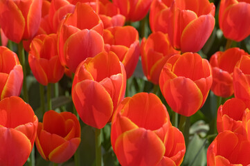 Wall Mural - Closeup of beautiful red tulips in bloom at a field