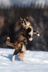 Wall Mural - Funny cat playing in the snow in winter