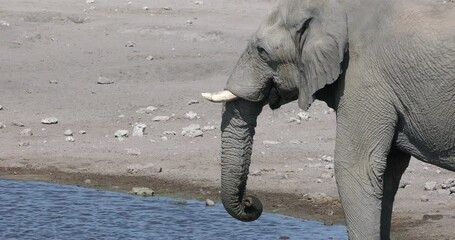 Wall Mural - majestic african elephant drinking in waterhole in etosha national park, with group of giraffes in b