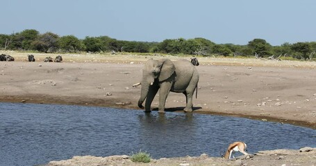 Wall Mural - majestic african elephant drinking in waterhole in etosha national park, with group of giraffes in b