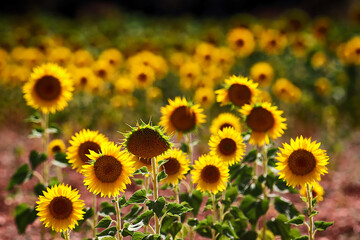 Wall Mural - CAMPO DE GIRASOLES ILUMINADOS POR EL SOL EN VERANO