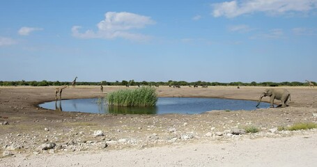 Wall Mural - majestic african elephant drinking in waterhole in etosha national park, with group of giraffes in b