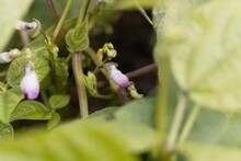 Flower Of A Catjang Cowpea, Vigna Unguiculata Subsp. Cylindrica