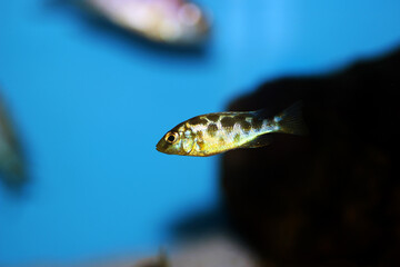 Giraffe hap Haplochromine Malawi cichlid fish - Nimbochromis venustus