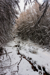 Wall Mural - Beautiful snow covered forest