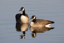 Selective Focus Shot Of Canadian Geese Floating On A Pond