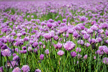 close up of a flowering chives field