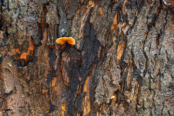 Canvas Print - Tree Fungus 03