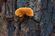 Tree Fungus 05