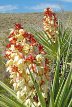 Torrey Yucca Blooms - The Yucca Plants Are In Full Bloom In Big Bend National Park
