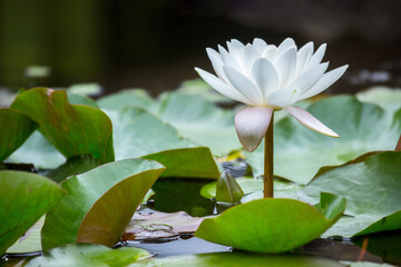 White water lilies or Nymphaea in a decorative pond in the garden in oriental style.