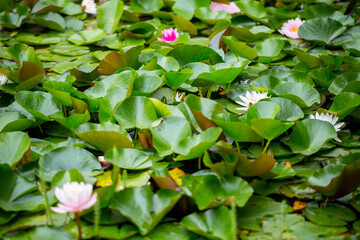 Wall Mural - Pink, magenta and white water lilies or Nymphaea in a decorative pond in the garden in oriental style.