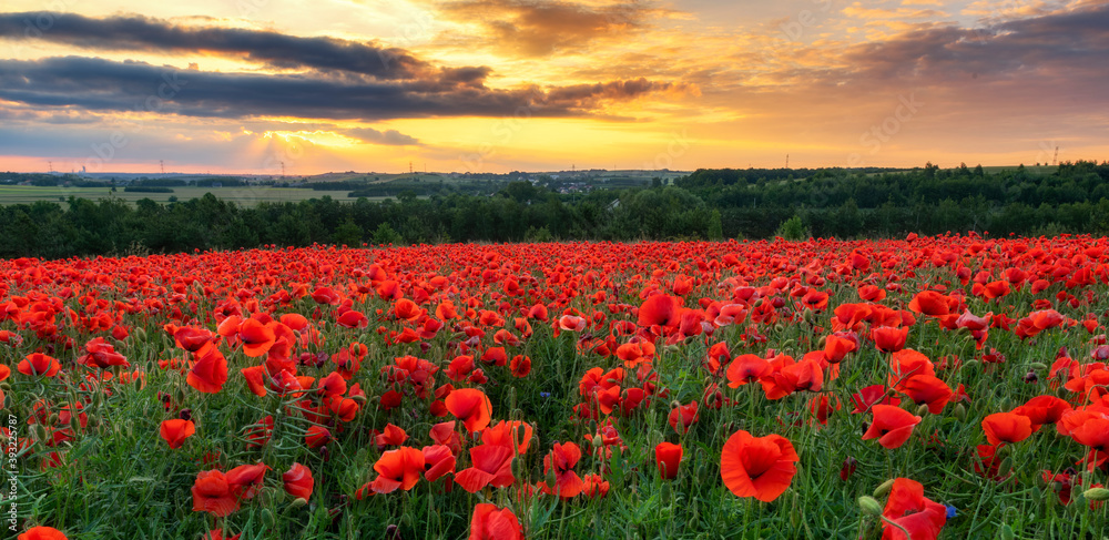 Beautiful poppy field during sunset - obrazy, fototapety, plakaty 