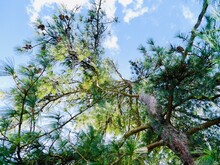 Branches Of Bhutan Pine, Blue Pine, Himalayan Pine And Himalayan White Pine (Pinus Wallichiana) Against Sky