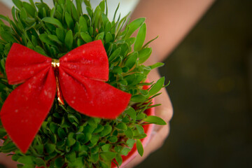 Sticker - Girl holding green Christmas wheat in a pot with a red tie