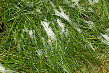 ice snow boot print on green wet autumn grass outdoor environment with fallen leaves