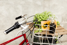 A Red Bicycle With A Metal Basket And Cup Holder In The Front. Bicycle Parking Beside A Wooden Table With Green Plants In Pots.